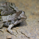 Illustration for article titled Check Out This Gorgeous Frog and Learn a New Word